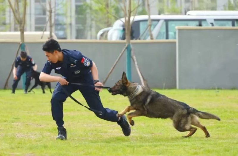 探秘警犬专业:值得奔赴的热血之路?警校报考咨询 | 警小靖信息站警校报考咨询